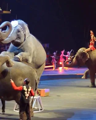 Carden Spectacular Circus event