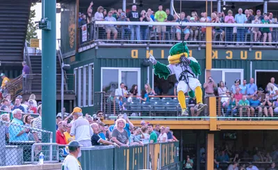 Madison Mallards